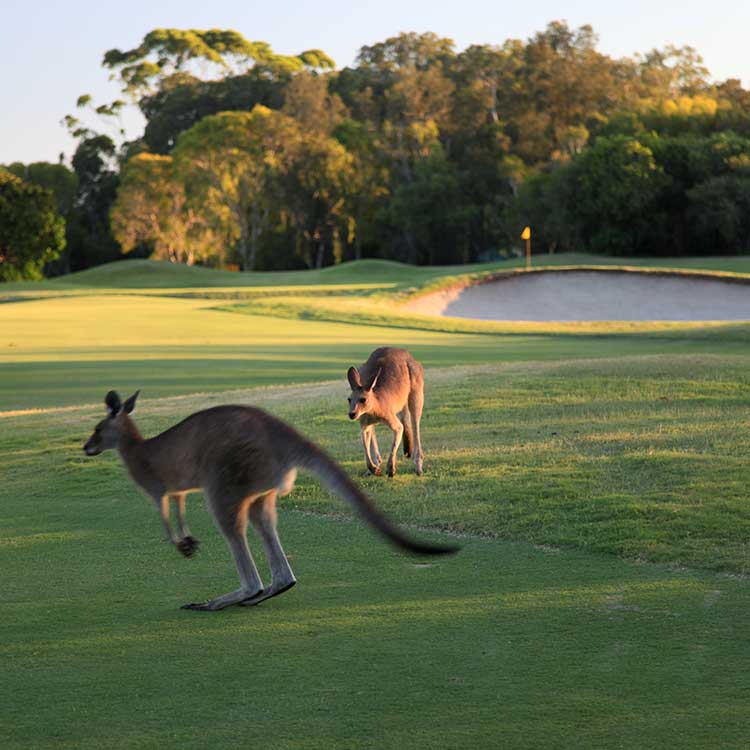 If you love golf, I am sure you won't be disappointed in this course. It is a beautiful course, very playable, some tricky holes with lots of sand and water to put you off your game if you mind messes with you like it does me once I see sand or water. I did hire a buggy on the day due to timing and heat but it is a very walkable course and reasonably priced. Great value for money.